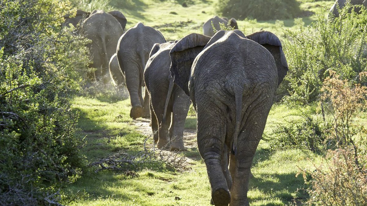 Elephants walking through speckboom thicket in the Eastern Cape, South Africa